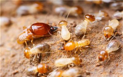 白蚁-新科白蚁防治公司-如何灭白蚁