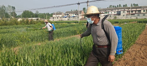 商洛 洛南县景村镇 扎实开展小麦病虫害防治