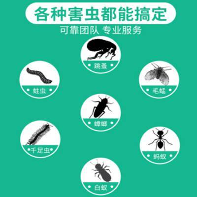 广州怎么灭除白蚁 灭白蚁的方法 广州防治白蚁哪家好 白蚁灭治公司电话