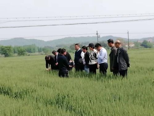 青阳县丁桥镇 预防和兼治,抓好小麦病虫害防控